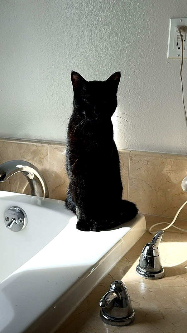 little.warren1 image ~ Altpins