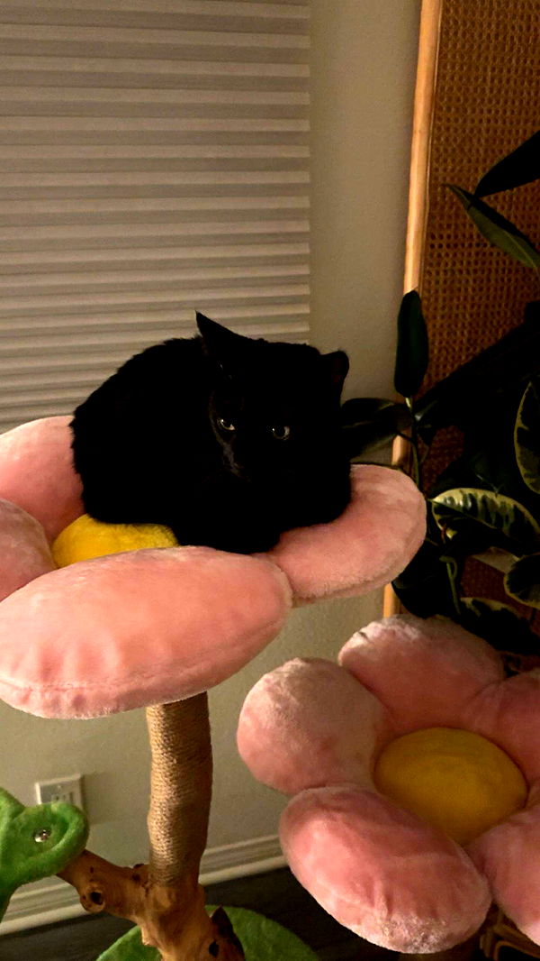 little.warren1 image ~ Altpins