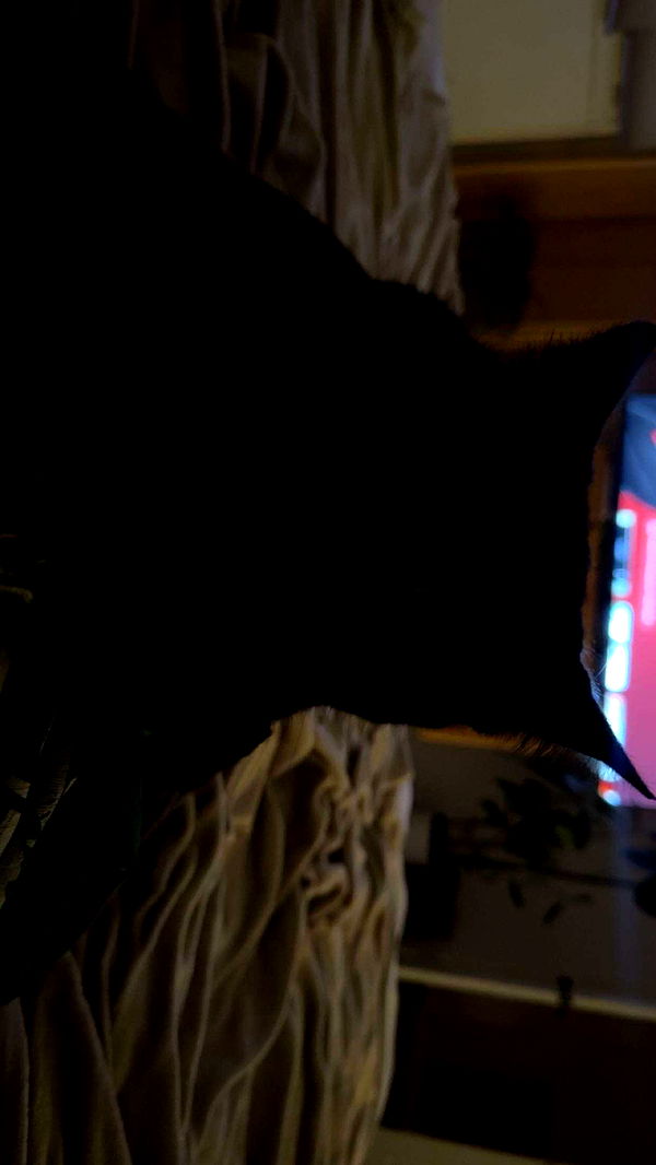 little.warren1 image ~ Altpins