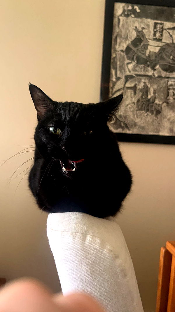 little.warren1 image ~ Altpins