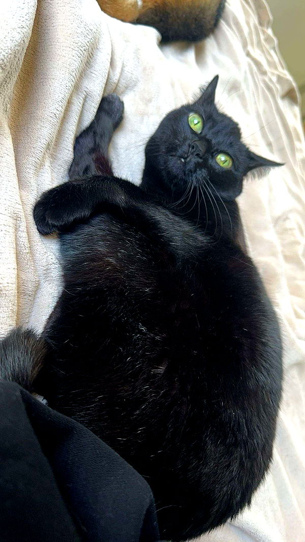 little.warren1 image ~ Altpins