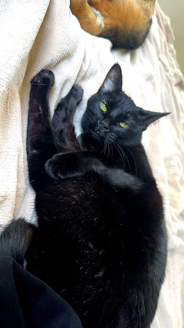 little.warren1 image ~ Altpins