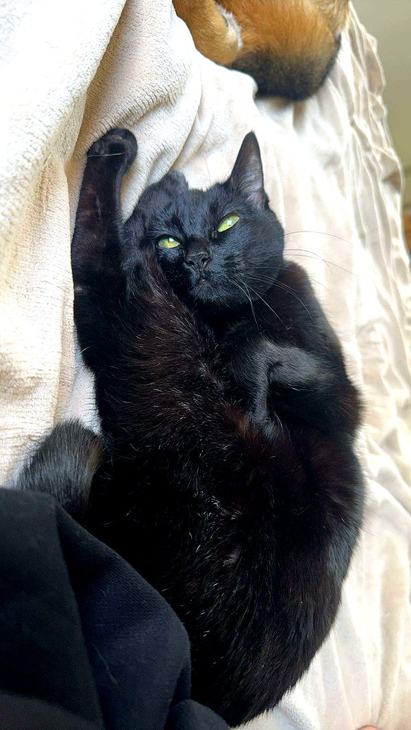 little.warren1 image ~ Altpins