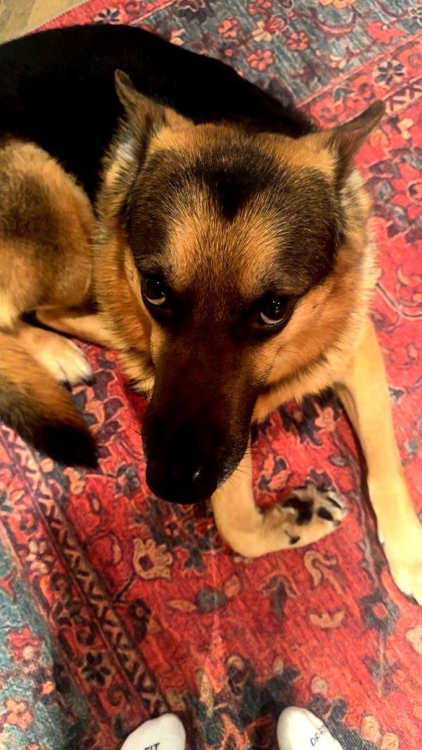 little.warren1 image ~ Altpins