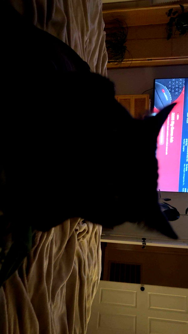 little.warren1 image ~ Altpins