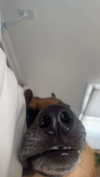 little.warren1 Altpins Profile Picture