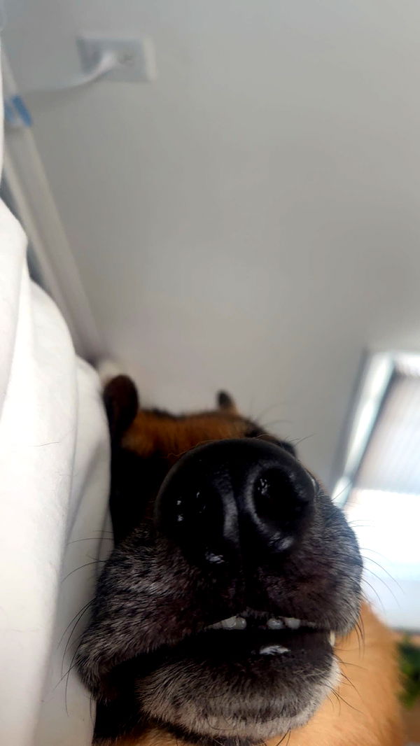 little.warren1 image ~ Altpins