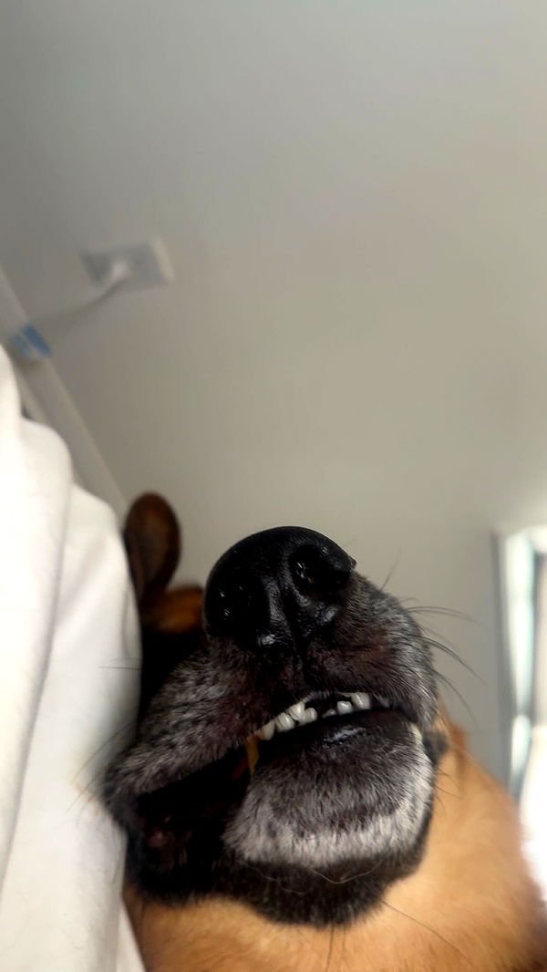 little.warren1 image ~ Altpins