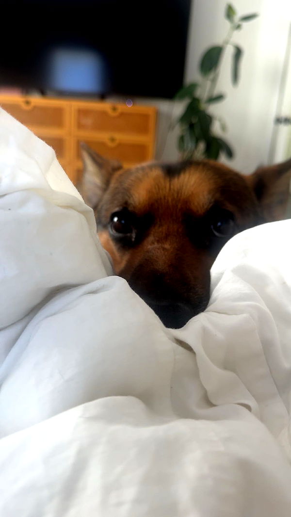 little.warren1 image ~ Altpins