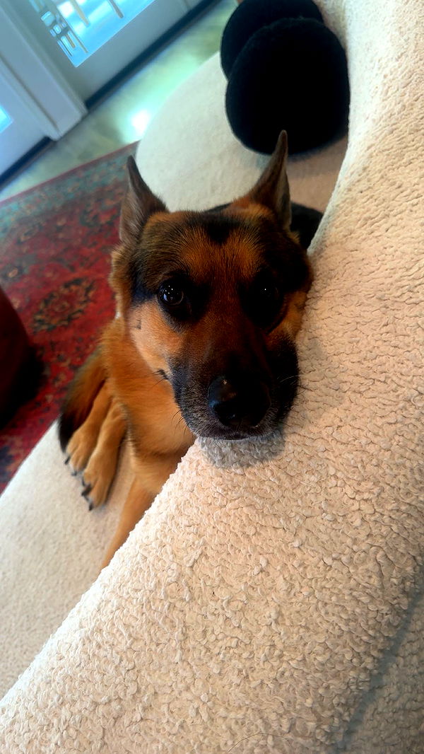 little.warren1 image ~ Altpins