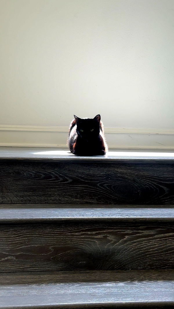 little.warren1 image ~ Altpins