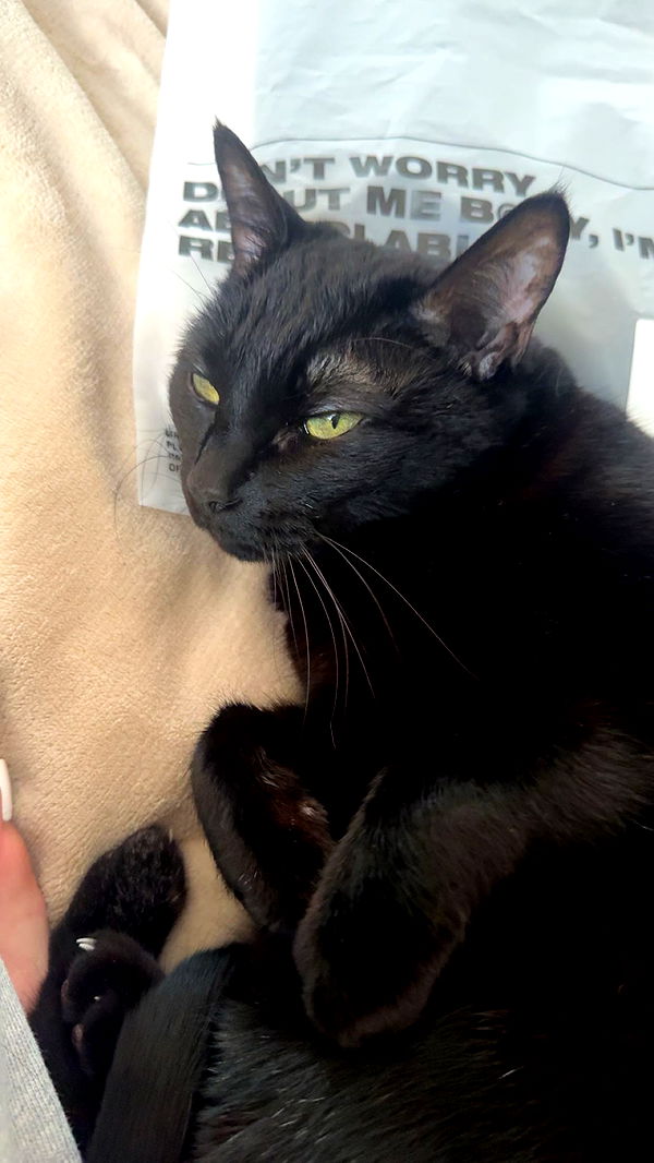 little.warren1 image ~ Altpins