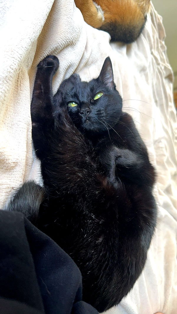 little.warren1 image ~ Altpins