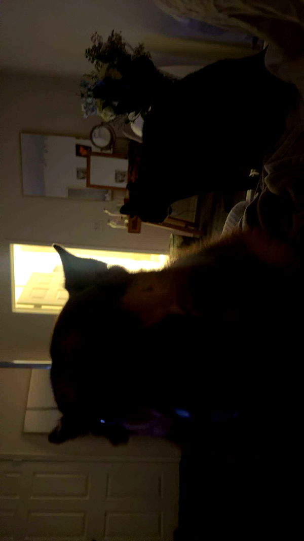 little.warren1 image ~ Altpins