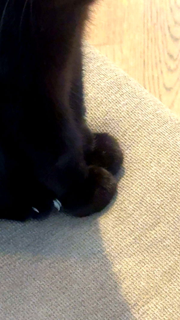 little.warren1 image ~ Altpins