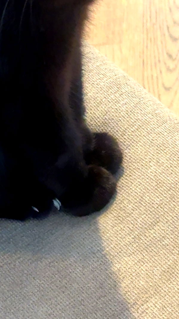 little.warren1 image ~ Altpins