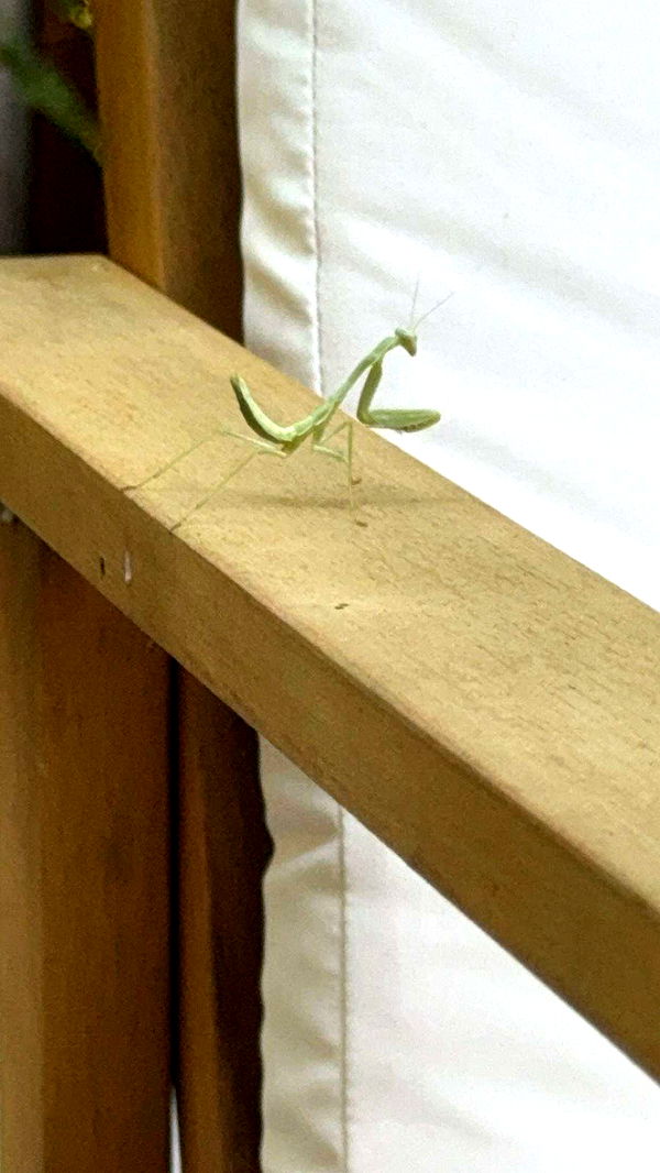 little.warren1 image ~ Altpins