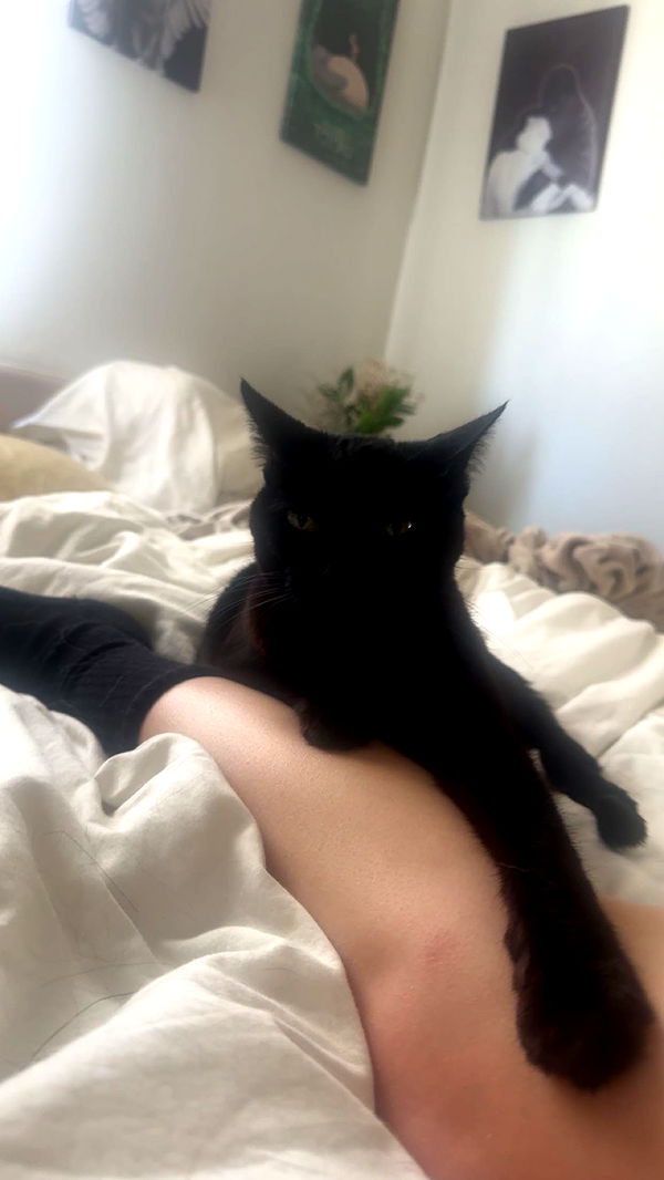 little.warren1 image ~ Altpins