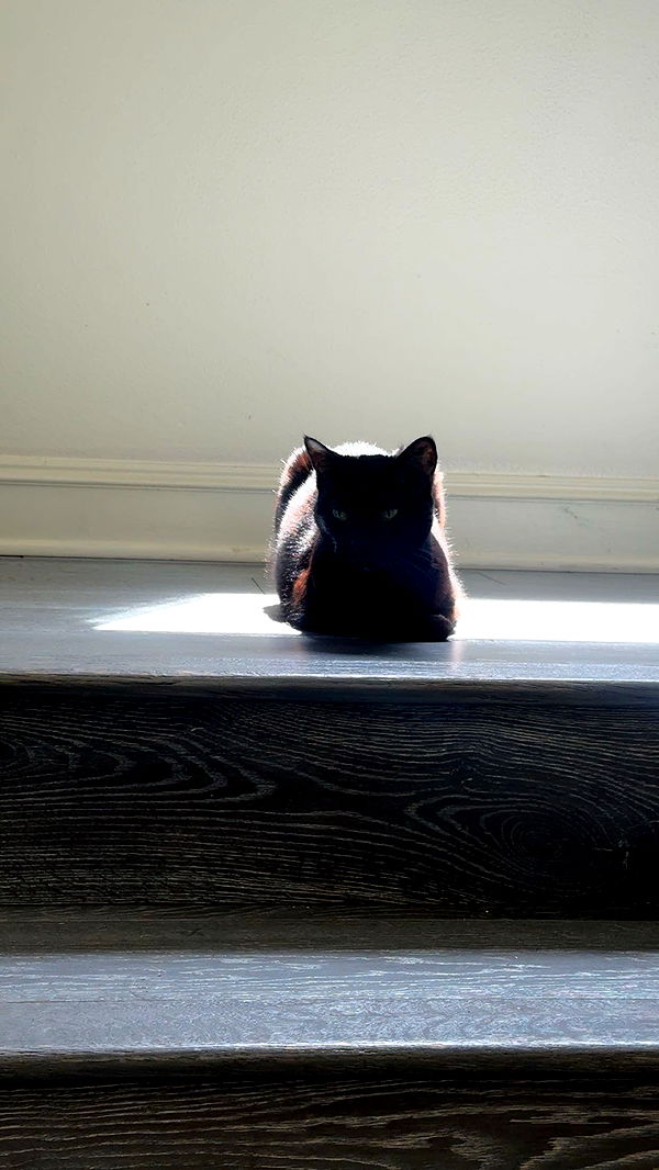 little.warren1 image ~ Altpins