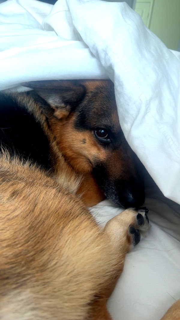 little.warren1 image ~ Altpins