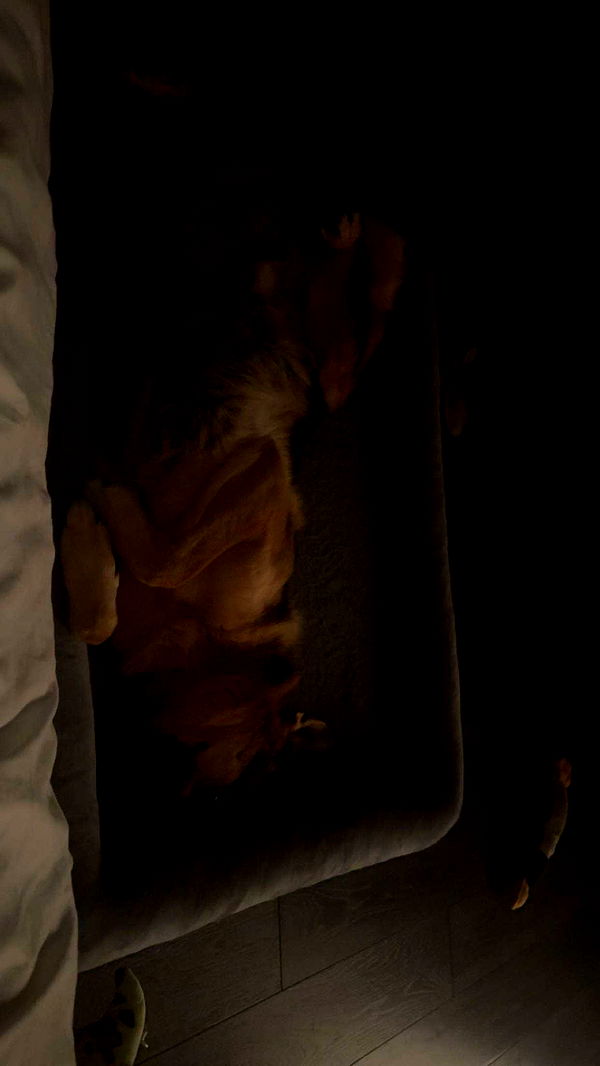 little.warren1 image ~ Altpins