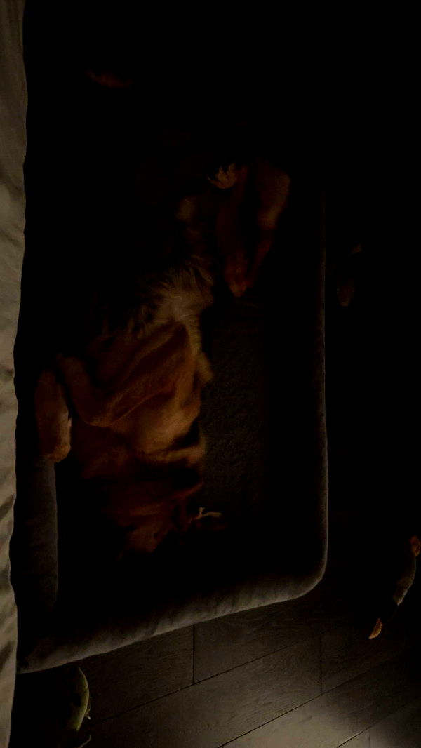 little.warren1 image ~ Altpins