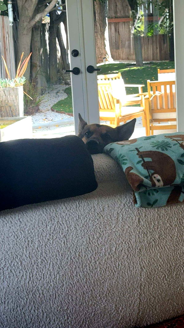 little.warren1 image ~ Altpins