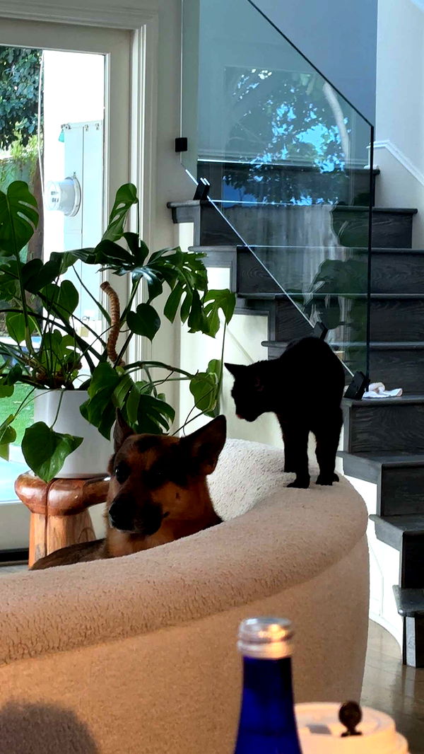 little.warren1 image ~ Altpins