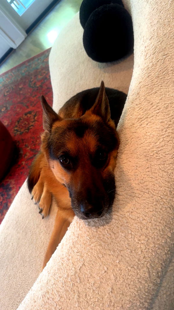 little.warren1 image ~ Altpins