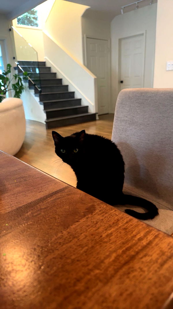 little.warren1 image ~ Altpins