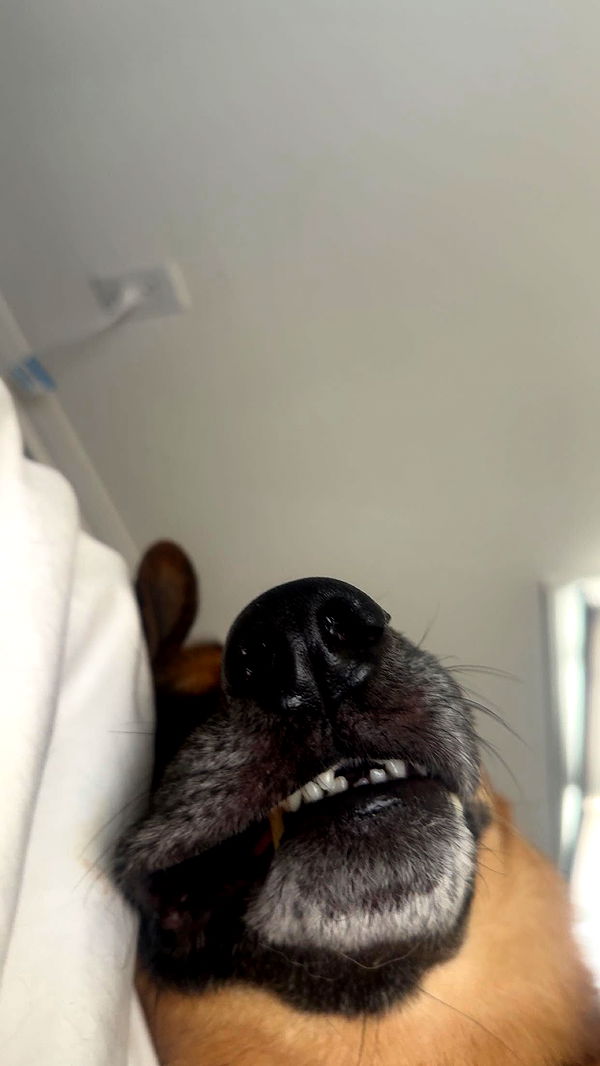 little.warren1 image ~ Altpins