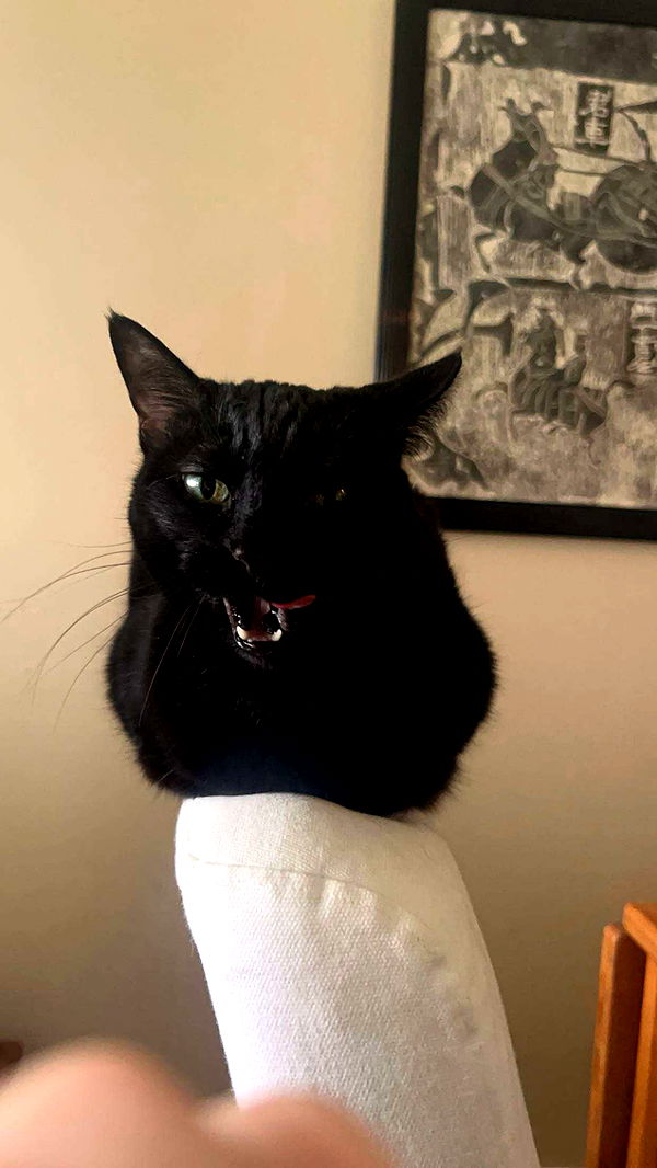 little.warren1 image ~ Altpins