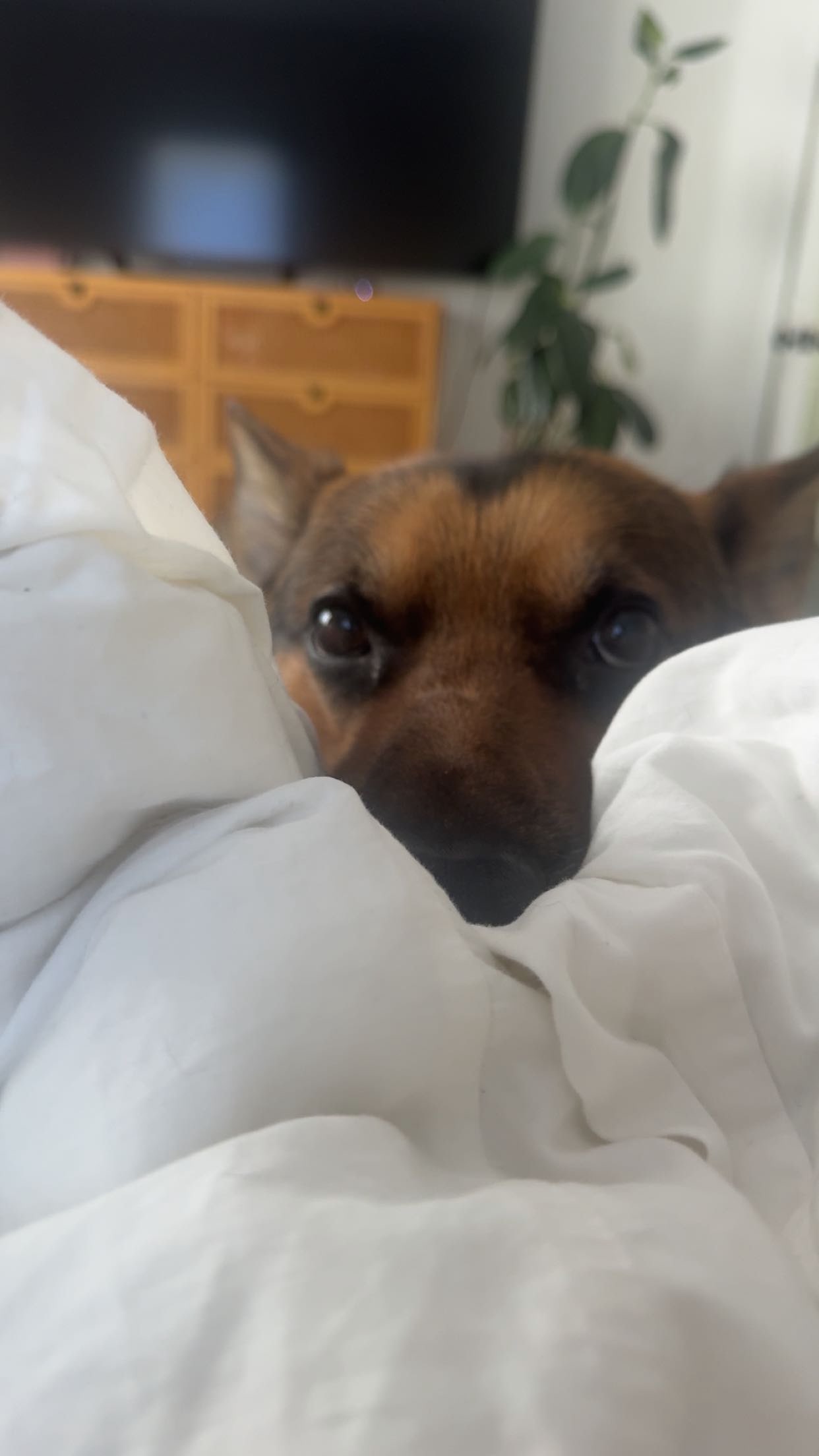 little.warren1 snapchat image archive image