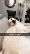 livvy_gymnast Altpins Profile Picture