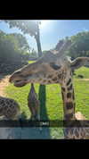 livvy_gymnast Altpins Profile Picture