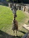 livvy_gymnast Altpins Profile Picture
