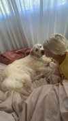 livvy_gymnast Altpins Profile Picture