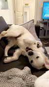 livvy_gymnast Altpins Profile Picture