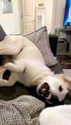 livvy_gymnast Altpins Profile Picture