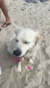 livvy_gymnast Altpins Profile Picture
