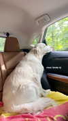 livvy_gymnast Altpins Profile Picture