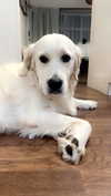 livvy_gymnast Altpins Profile Picture