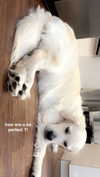 livvy_gymnast Altpins Profile Picture