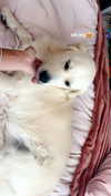 livvy_gymnast Altpins Profile Picture