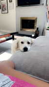 livvy_gymnast Altpins Profile Picture