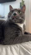 livvy_gymnast Altpins Profile Picture