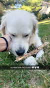 livvy_gymnast Altpins Profile Picture