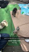 livvy_gymnast Altpins Profile Picture