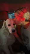 livvy_gymnast Altpins Profile Picture