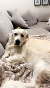 livvy_gymnast Altpins Profile Picture
